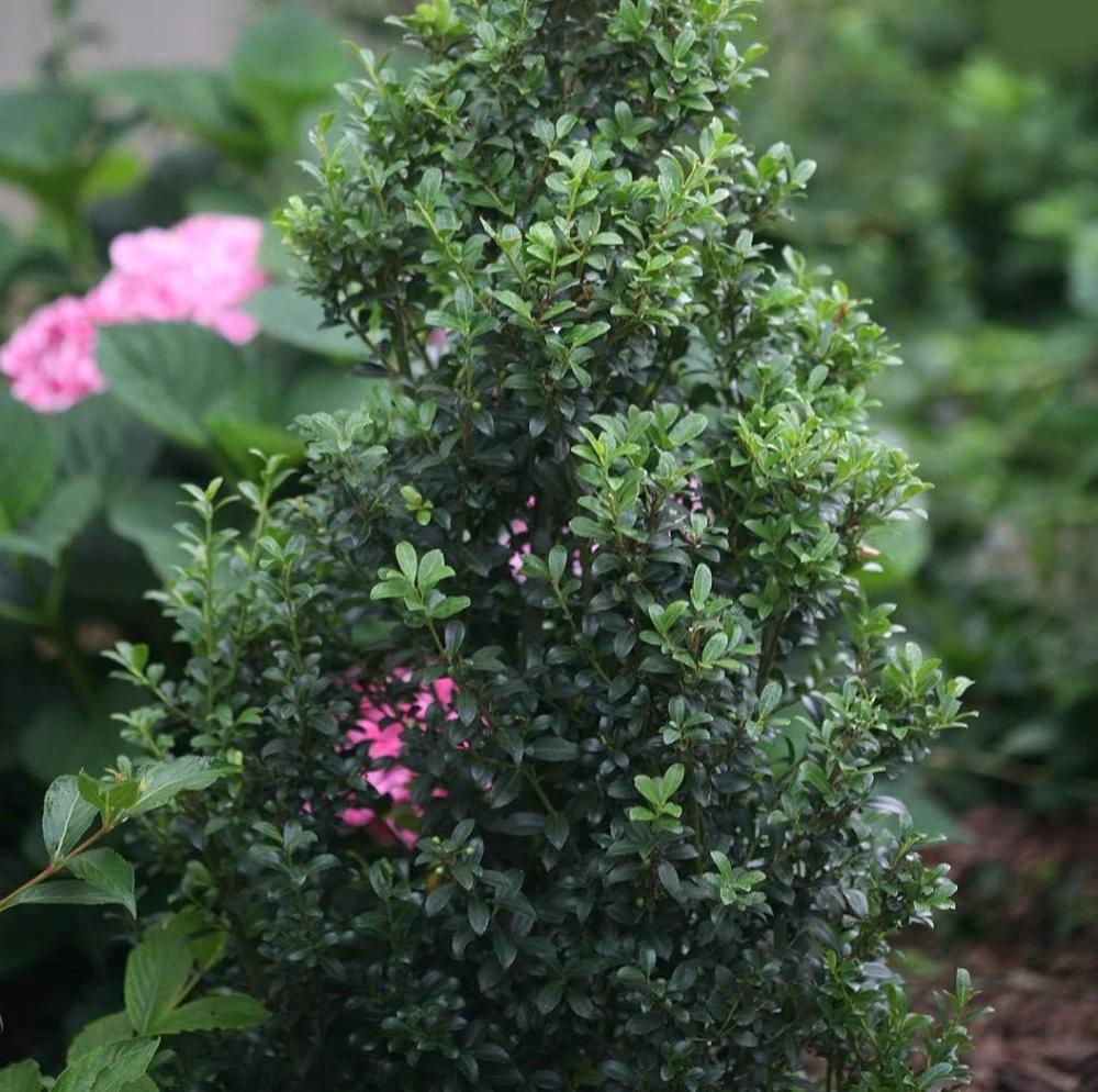 Sky Box Japanese Holly Live Plant – 4" Pot Ilex crenata – Columnar Evergreen Shrub - Image 1