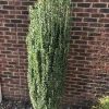 Sky Pencil Holly Live Plant - 2-Pack, 2.5" Pot, 6-12" Tall, Outdoor Shrub - Image 1