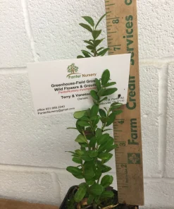 Sky Pencil Holly Live Plant - 2-Pack, 2.5