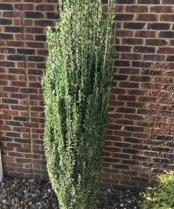 Sky Pencil Holly Live Plant – 4 inch Pot – 12-18 inches Tall – Narrow Evergreen Shrub - Image 2