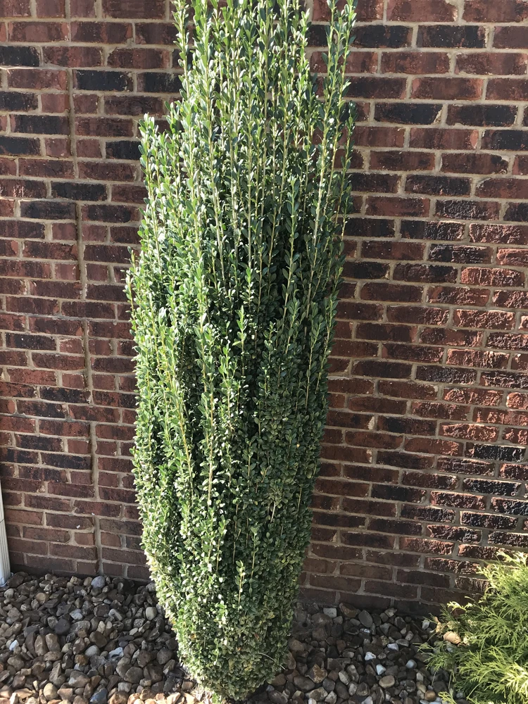 Sky Pencil Holly Live Plant – 4 inch Pot – 12-18 inches Tall – Narrow Evergreen Shrub - Image 2