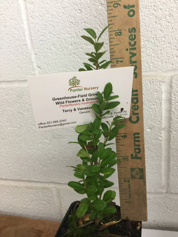 Sky Pencil Holly Live Plant – 4 inch Pot – 12-18 inches Tall – Narrow Evergreen Shrub - Image 3