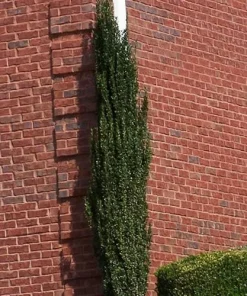 Sky Pencil Holly Live Plant – 4 inch Pot – 12-18 inches Tall – Narrow Evergreen Shrub - Image 4