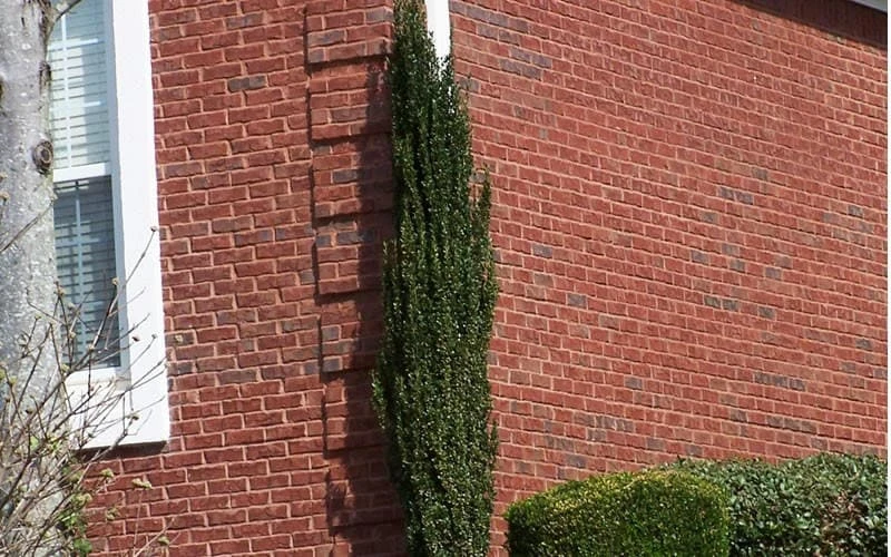 Sky Pencil Holly Live Plant – 4 inch Pot – 12-18 inches Tall – Narrow Evergreen Shrub - Image 4