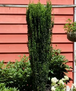 Sky Pencil Holly Live Plant – 4 inch Pot – 12-18 inches Tall – Narrow Evergreen Shrub - Image 5