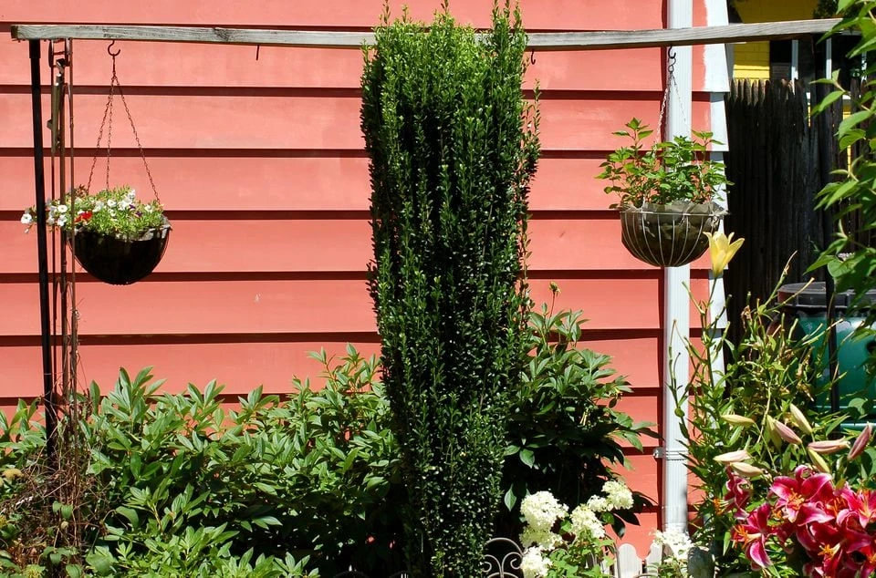 Sky Pencil Holly Live Plant – 4 inch Pot – 12-18 inches Tall – Narrow Evergreen Shrub - Image 5