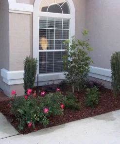 Sky Pencil Holly Live Plant – 4 inch Pot – 12-18 inches Tall – Narrow Evergreen Shrub - Image 6