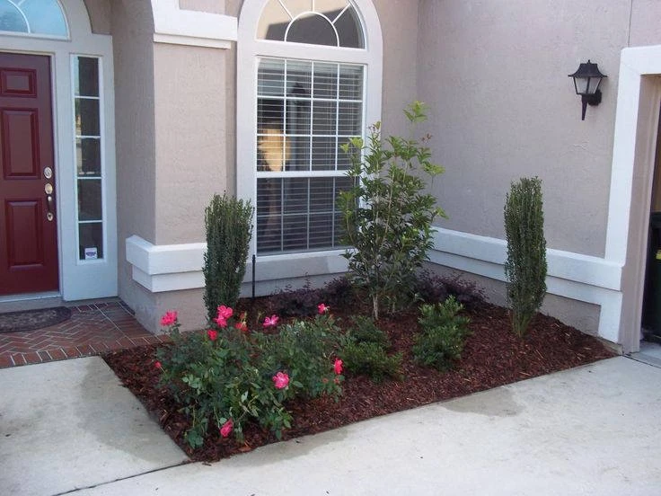 Sky Pencil Holly Live Plant – 4 inch Pot – 12-18 inches Tall – Narrow Evergreen Shrub - Image 6