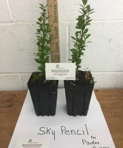Sky Pencil Holly Live Plant – 4 inch Pot – 12-18 inches Tall – Narrow Evergreen Shrub - Image 7