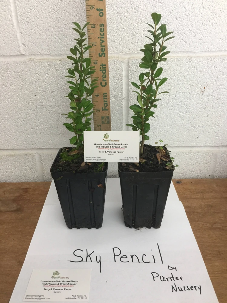 Sky Pencil Holly Live Plant – 4 inch Pot – 12-18 inches Tall – Narrow Evergreen Shrub - Image 7