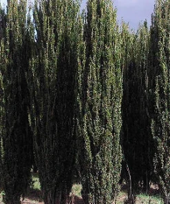 Sky Pencil Holly Live Plant – 4 inch Pot – 12-18 inches Tall – Narrow Evergreen Shrub - Image 8