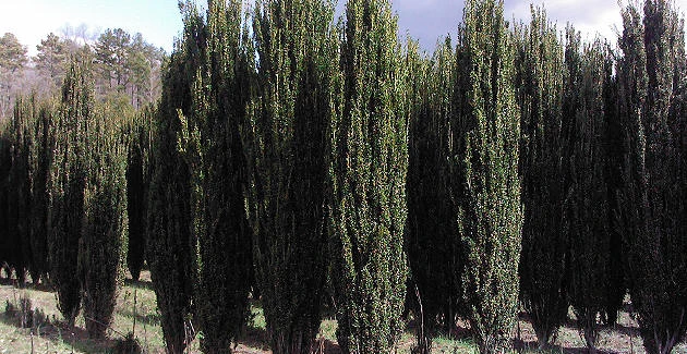 Sky Pencil Holly Live Plant – 4 inch Pot – 12-18 inches Tall – Narrow Evergreen Shrub - Image 8