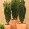 Sky Pencil Holly Live Plant – 4 inch Pot – 12-18 inches Tall – Narrow Evergreen Shrub - Image 1