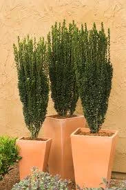 Sky Pencil Holly Live Plant – 4 inch Pot – 12-18 inches Tall – Narrow Evergreen Shrub - Image 1