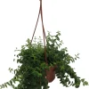 Small Leaf Lipstick Plant - Live Plant - 6 inch Hanging Basket - Indoor - Image 1