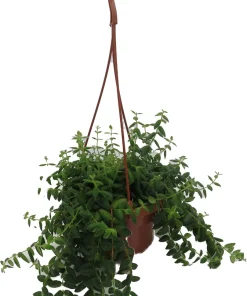 Small Leaf Lipstick Plant - Live Plant - 6 inch Hanging Basket - Indoor - Image 1