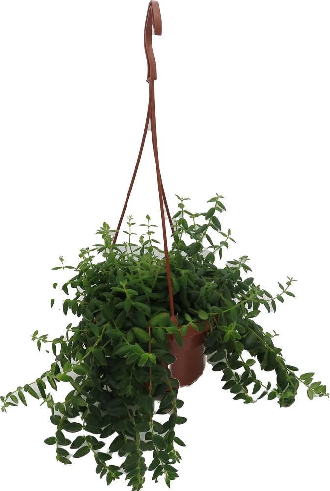 Small Leaf Lipstick Plant - Live Plant - 6 inch Hanging Basket - Indoor - Image 1