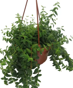 Small Leaf Lipstick Plant - Live Plant - 6 inch Hanging Basket - Indoor - Image 2