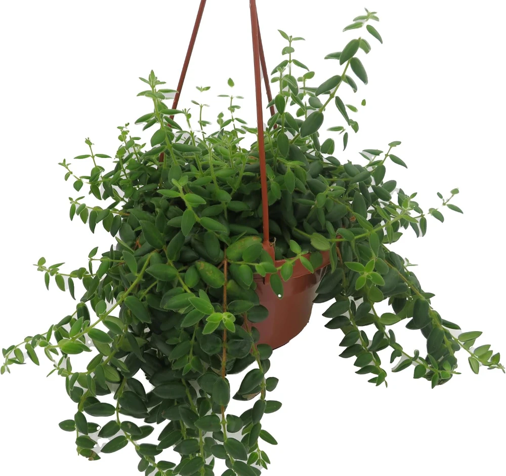 Small Leaf Lipstick Plant - Live Plant - 6 inch Hanging Basket - Indoor - Image 2