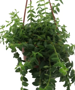 Small Leaf Lipstick Plant - Live Plant - 6 inch Hanging Basket - Indoor - Image 3