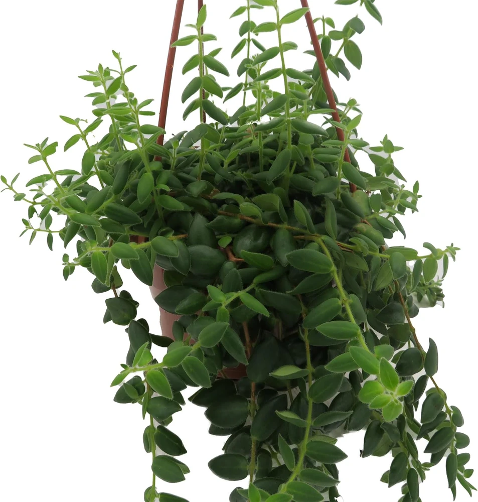 Small Leaf Lipstick Plant - Live Plant - 6 inch Hanging Basket - Indoor - Image 3