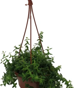 Small Leaf Lipstick Plant - Live Plant - 6 inch Hanging Basket - Indoor - Image 4