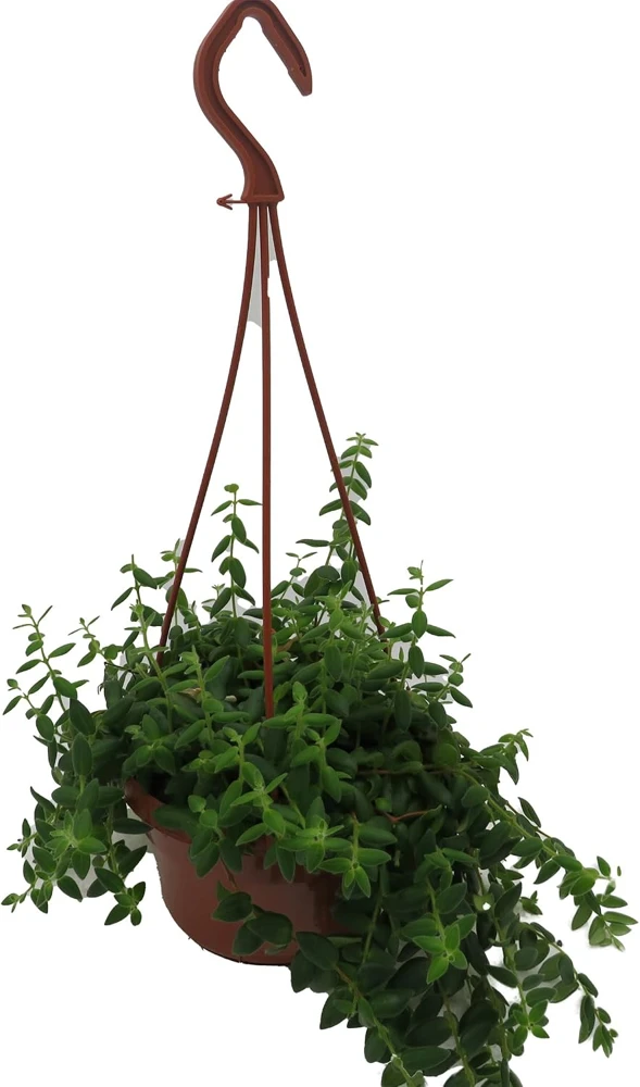 Small Leaf Lipstick Plant - Live Plant - 6 inch Hanging Basket - Indoor - Image 4