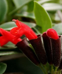Small Leaf Lipstick Plant - Live Plant - 6 inch Hanging Basket - Indoor - Image 5