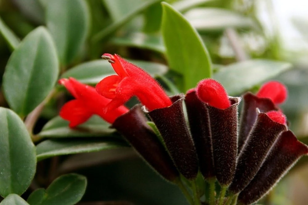 Small Leaf Lipstick Plant - Live Plant - 6 inch Hanging Basket - Indoor - Image 5