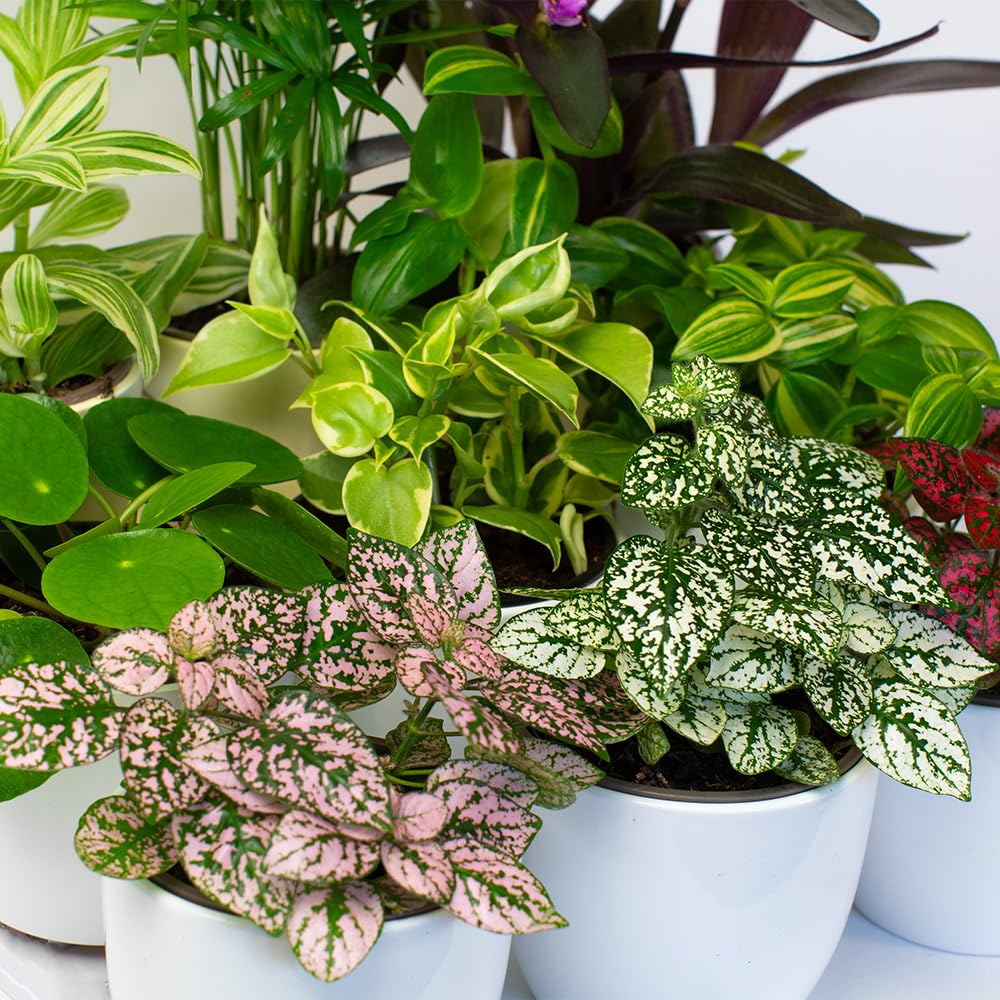 Houseplants