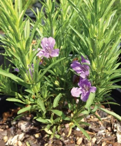 Snake Herb Live Plant, Perennial, Dyschoriste linearis, 1 Gallon Pot, Outdoor - Image 2