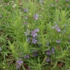 Snake Herb Live Plant, Perennial, Dyschoriste linearis, 1 Gallon Pot, Outdoor - Image 1