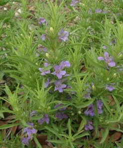 Snake Herb Live Plant, Perennial, Dyschoriste linearis, 1 Gallon Pot, Outdoor - Image 1