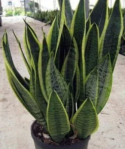 Snake Plant Futura Live Plant – Mother-in-Law's Tongue – 4 inch Pot – Indoor - Image 2