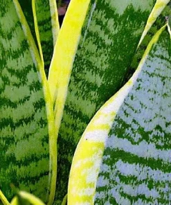 Snake Plant Futura Live Plant – Mother-in-Law's Tongue – 4 inch Pot – Indoor - Image 3