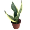 Snake Plant Futura Live Plant – Mother-in-Law's Tongue – 4 inch Pot – Indoor - Image 1