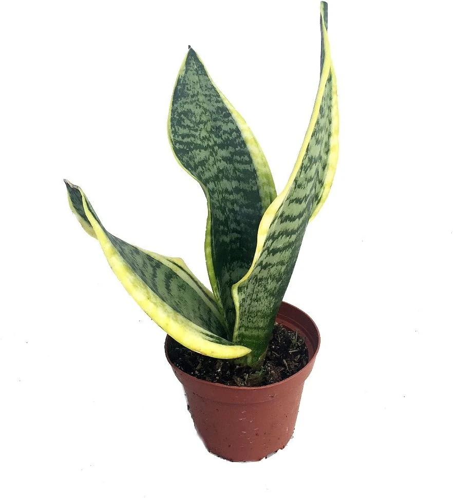 Snake Plant Futura Live Plant – Mother-in-Law's Tongue – 4 inch Pot – Indoor - Image 1