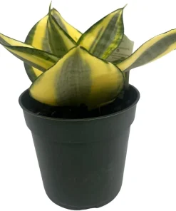 Snake Plant Live Plant - Sansevieria Sunny Star Birdsnest - 4 inch Pot - Indoor - Image 2