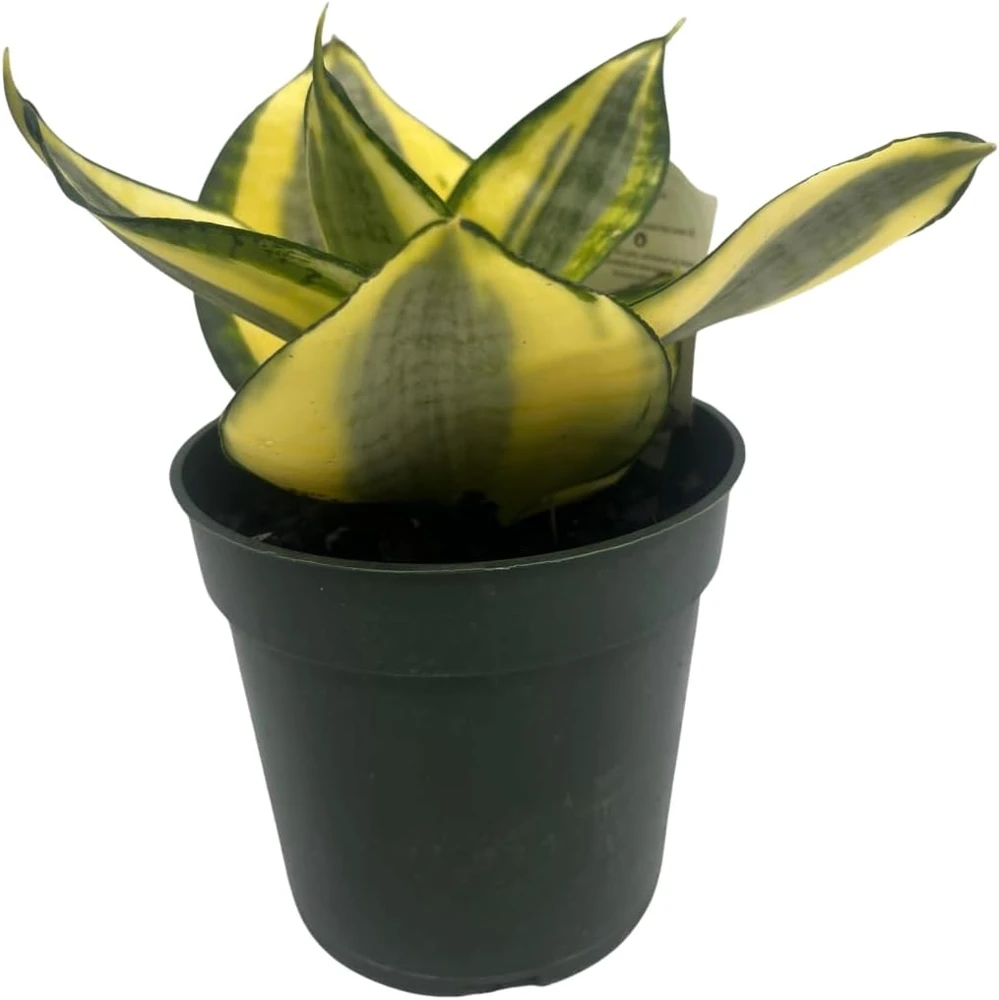 Snake Plant Live Plant - Sansevieria Sunny Star Birdsnest - 4 inch Pot - Indoor - Image 2