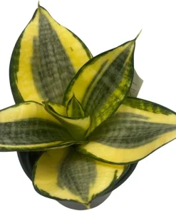 Snake Plant Live Plant - Sansevieria Sunny Star Birdsnest - 4 inch Pot - Indoor - Image 3