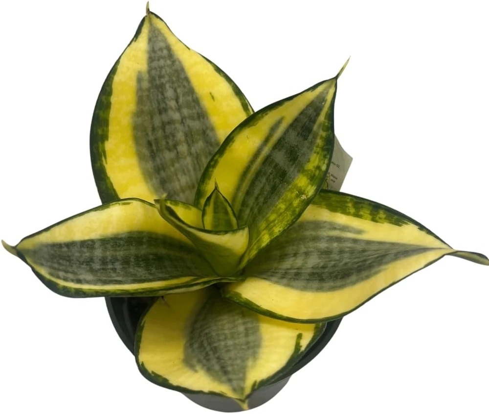 Snake Plant Live Plant - Sansevieria Sunny Star Birdsnest - 4 inch Pot - Indoor - Image 3