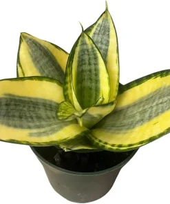 Snake Plant Live Plant - Sansevieria Sunny Star Birdsnest - 4 inch Pot - Indoor - Image 4