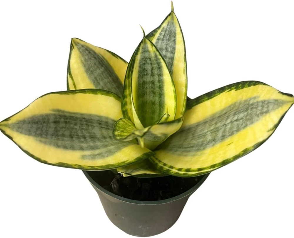 Snake Plant Live Plant - Sansevieria Sunny Star Birdsnest - 4 inch Pot - Indoor - Image 4