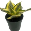 Snake Plant Live Plant - Sansevieria Sunny Star Birdsnest - 4 inch Pot - Indoor - Image 1