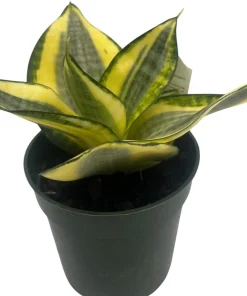Snake Plant Live Plant - Sansevieria Sunny Star Birdsnest - 4 inch Pot - Indoor - Image 1