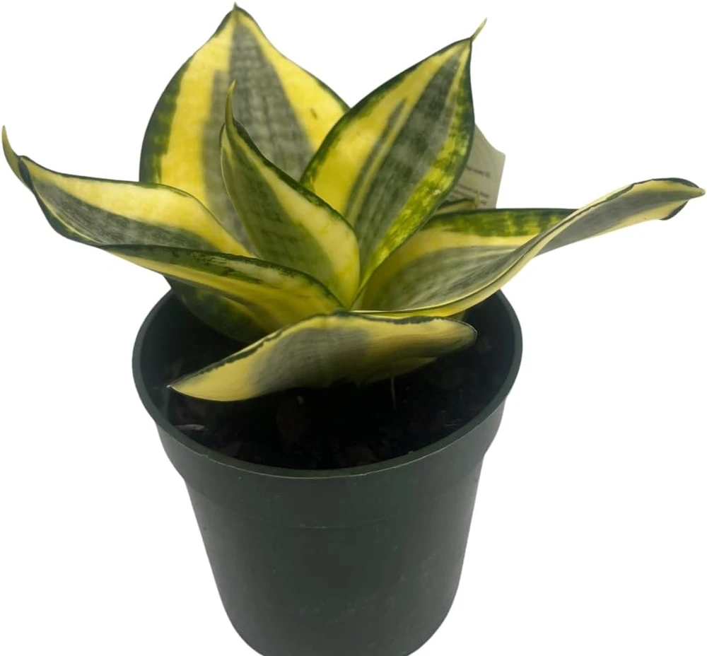 Snake Plant Live Plant - Sansevieria Sunny Star Birdsnest - 4 inch Pot - Indoor - Image 1