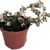 Snow Capped Artillery Fern Live Plant - Pilea microphylla - Rare Indoor Plant - 2.5" Pot - Image 1