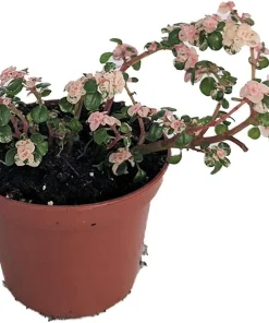 Snow Capped Artillery Fern Live Plant - Pilea microphylla - Rare Indoor Plant - 2.5