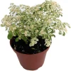 Snow Capped Artillery Plant - Pilea microphylla Live Plant - Rare 3.7" Pot - Indoor - Image 1