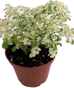 Snow Capped Artillery Plant - Pilea microphylla Live Plant - Rare 3.7